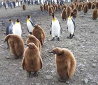 Антарктика: маршрут для туристов любого возраста