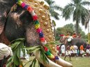 Слоновий фестиваль в Индии