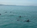 статья Тесное общение с морской фауной Новой Зеландии: и себя показать, на китов посмотреть – часть 2