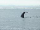 Тесное общение с морской фауной Новой Зеландии: и себя показать, на китов посмотреть – часть 2