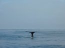 Тесное общение с морской фауной Новой Зеландии: и себя показать, на китов посмотреть – часть 2