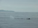 Тесное общение с морской фауной Новой Зеландии: и себя показать, на китов посмотреть – часть 1
