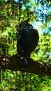 Фотоохота в бразильском птичьем питомнике – часть 2