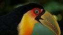 Фотоохота в бразильском птичьем питомнике – часть 1