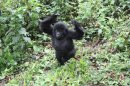 Краткий визит в страну горных горилл – часть 1
