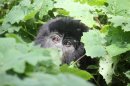 Краткий визит в страну горных горилл – часть 1