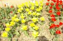 Крым… весна… Ялта… тюльпаны…