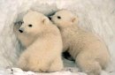 Родильный дом белых медведей утюжат вездеходами
